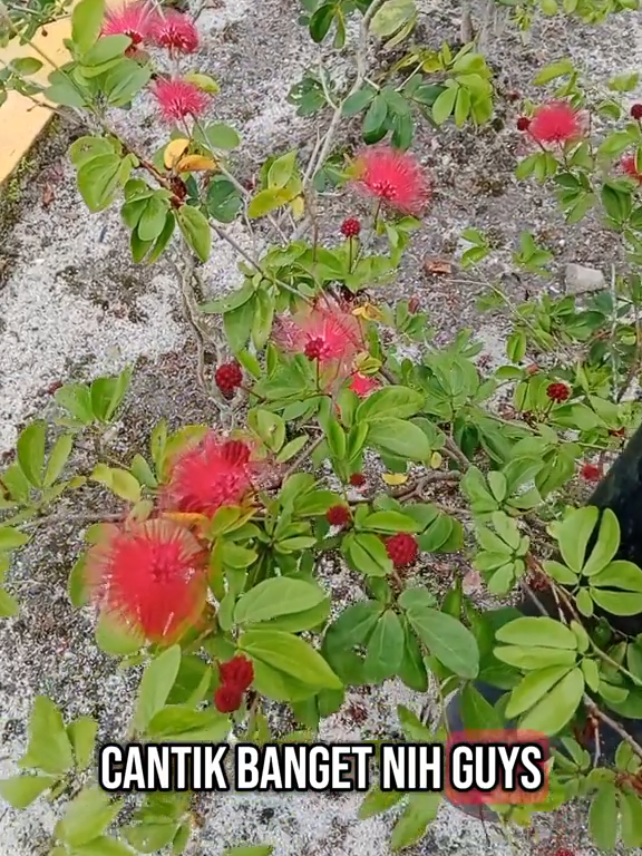 Cantiknya kaliandra merah, bisa buat melengkapi koleksi bunga di pekarangan rumah, bisa utk sumber nektar bagi lebah madu.  #kaliandra #kaliandramerah #bungakaliandra #tanaman #benih #bibitbunga #berkebundirumah #lebahmadu #madukaliandra 