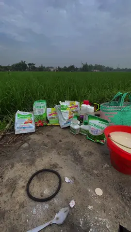 Memayu hayuning bawono ❤️#petanipadiindonesia #petaniindonesia🇮🇩🇮🇩🇮🇩🌿🌿 #petanimuda #petanimelenial #stylthailand #knapsacksprayer #motivation 