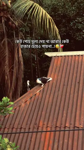 কেউ পেয়ে মূল্য দেয় না আবার কেউ হাজার চেয়েও পায়না..!😅❤️‍🩹 #foryou  #the_spydoo 