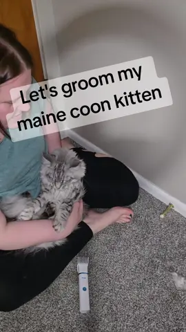 #petgroomingkit #petygo #petygogrooming #mainecoonkitten #mainecoonsoftiktok 