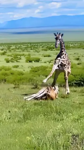 animal video #animalvideos #wildlife #fouryou #animalvideos #fouryou 