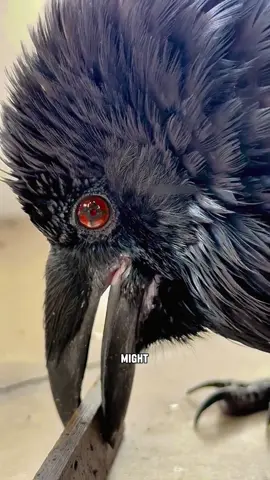 The flying pup 🐦‍⬛#tiktok #foryou #cute #animals #viral #fyp 