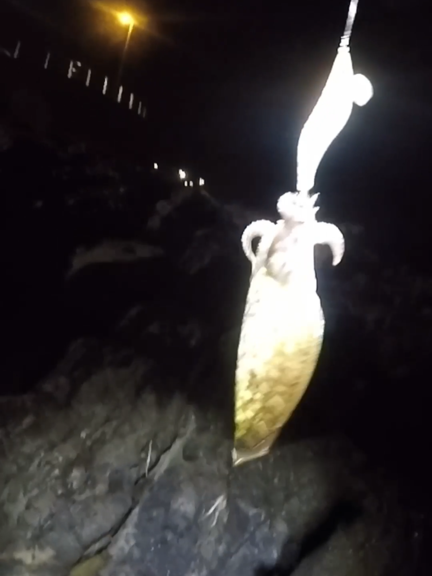 PESCANDO SEPIAS #pesca #sepia #oropesa #gustavocsgoyt