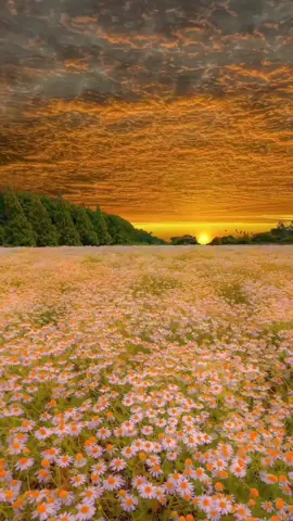 Nature ♥️🪴🌻🪻🏞️ #natureza, #flores, #floresbonitas, #paisagem, #naturezaperfeita, #floresdodia, #jardim, #primavera, #verao, #belezanatural, #photooftheday, #instagood, #photography, #instaflor, #flowerpower, #flowerlove, #naturelover, #naturephotography, #beautiful, #art, #Summer, #travel, #picoftheday #foryou, #foryoupage, #fyp, #viral, #trending, #tiktok, #duet, #challenge, #stitch, #trend #nature #fypシ #peacefulwalks #beautiful #relaxation #fyp #vibes #aestheticvideos #foryoupage #sunflowers #sunflowerfield #girasol #campodegirasoles #girasoles #sunflower #nature #peace #foryoupage #peaceandnature🌿 #relaxation #vibes #aestheticvideos #flowers #spring #cornwall #englishcountryside #nature #walking #horses #beautifulview #goldenhour #aestheticvideo #fyp #traveltiktok #adventure #explore #nature #spring #birds #tiktoktravel #explore #foryoupage #beautifuldestinations #amsterdammer #tulips #netherlands #flowers #flowergarden #tulipseason #tulpen #sunset #sunsetlovers #foryourpage #naturaleza #nature #butterfly #explore #ecoturismoresponsable #senderismoresponsable #fyp