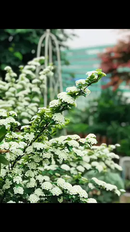 Hoa tiểu tú cầu🌸 lưu ý khi trồng ở xứ nóng trồng nơi có nắng sáng, tránh trồng ở nơi nắng gắt giữa trưa nhé. Có thể trồng nơi bóng râm hoặc có lưới che bớt nắng, đất tơi xốp thoát nước tốt là đc nhé❤️❤️ #hoadep #hoacaycanh #hoasanvuondep #tieutucau 