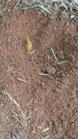 Măng này êm quá cả nhà