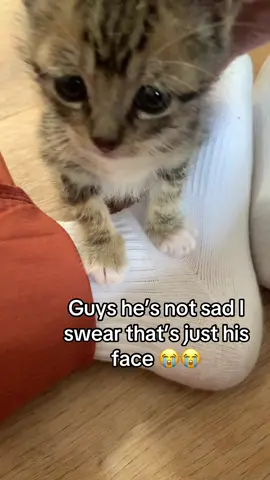 That’s just his default face y’all come on 😭💀 #kitten #catsoftiktok #tabbycat #catlover #catloversoftiktok #neonatalkitten #cats #cattok #furbaby #kitty #tabby #kittentok #boycatmom #boycat #gatosdetiktok 