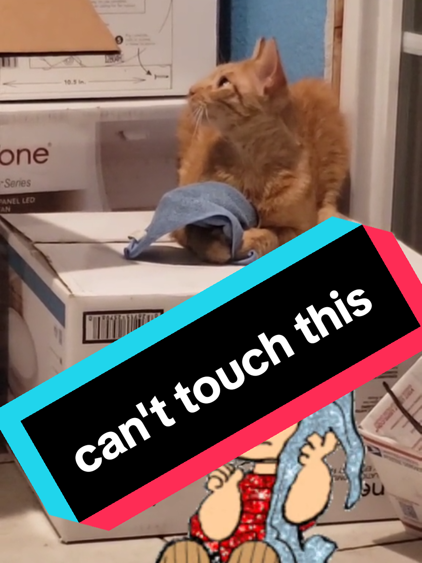 #onthisday #CATLOVERS #CATSOFTIKTOK #GUERO 