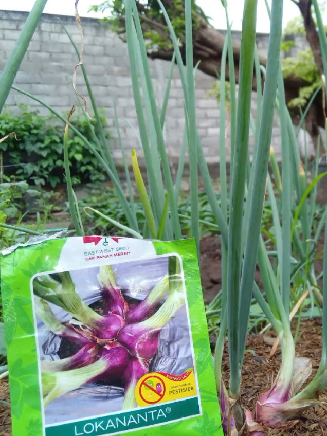 rekomendasi benih bawang merah petani pasti untung besar #satisfying #bawangmerah 