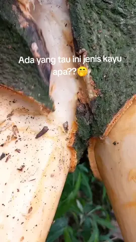 #videolucu #videokocak #lucu_ngakak #bikinketawa #kayu 