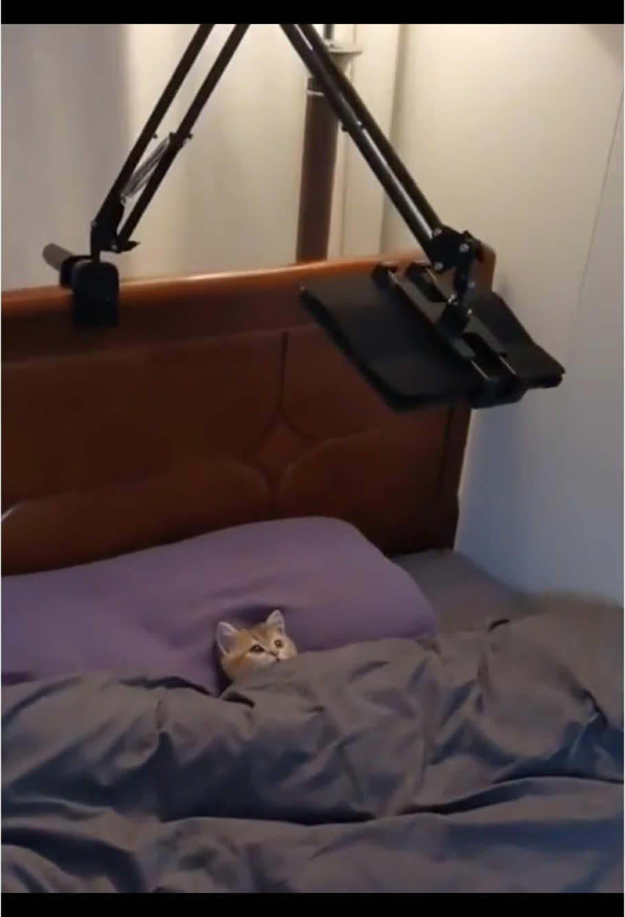 Cats that watch TV😀#cat #funny #funnyvideos #foryou #kitten #kittensoftiktok #fpyシ 