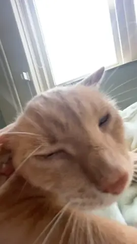 You Digging in meeee #fyp #foryoupagе #cat #sillycat #orangecat #yesking #fypp #sad #core #silly #sillycat #foru #foryouu  #car 