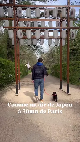 Dernier week-end pour aller voir la floraison des cerisiers au parc de Sceaux 🌸  Un conseil, allez-y tôt pour éviter la foule ! Chiens autorisés en laisse 🐶 #dogfriendly #parcdesceaux #hanami2025 #dogtraveler #promenadedudimanche #hanamisceaux #cerisiersenfleurs #idéesortie #doglovers #sortieidf #hautsdeseine #partoutavecmonchien #wienerpuppy #teckelpoildur #ideesortieparis #loisirs #ideesortieenfamille 