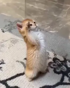 #fyp  #cat  #catsoftiktok  #kucing  #kucinglucu  #meme  #hormat 