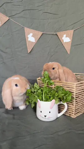 these are so cute not to share 🐰 #bunnytok #bunnylife #bunnylove #fluffybunny #dailyrabbit #rabbitsoftness #cutepetsdaily #petreels #rabbitlover #bunnyvibes #furryfriends #bunnysofinstagram #smallpetclub #bunnyzoomies #bunnyobsessed #bunnycontent