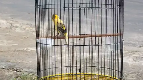burung kenari loper bon kuning