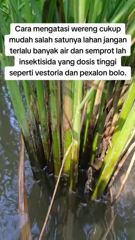 Cara Mengatasi Hama Wereng Pada Tanaman Padimu Bolo. #Pertanian  #sawah  #petaniindonesia🇮🇩🇮🇩🇮🇩🌿🌿  #fypシ゚  #padi 