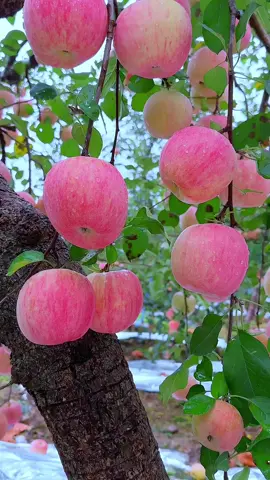 buah #buahanggur  #buahmanis #buahbuahansegar #buahbuahanmanis #buahbuahan #buahsegar #JelajahRomantis #fruit #fruits 