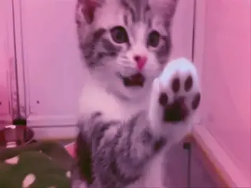 котятки #овсянкин #мяу #кирилловсянкин #гнойный 