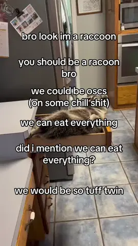 #raccoon #raccoons #chill #oscs #fyppppppppppppppppppppppp #fyp #fypviralシ #bro 