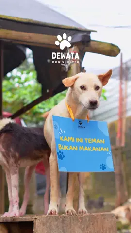 Anjing adalah sahabat, bukan santapan. Stop kekejaman, hentikan konsumsi daging anjing. Mereka layak dicintai, bukan disakiti. #StopMakanDagingAnjing #TemanBukanMakanan #SayNoToDogMeat #dogshelter #dewatashelter #bali #bekindtoanimals #doglovers #doglover #foryou