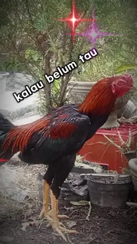 djago  #Love #explore #lake #fyp #fypシ゚viral #trendingvideo #jangkauanluas #semuaorang #reputasi #reels @semua 