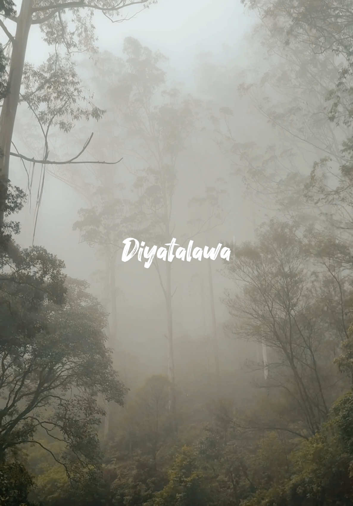 #srilanka #diyatalawa #haputale #travel #vidoeviral_tiktok #cool #mist #green #nature #trip #sl #tiktok #trending #thesedays #traveltiktok #coolestplaceintheworldtour 