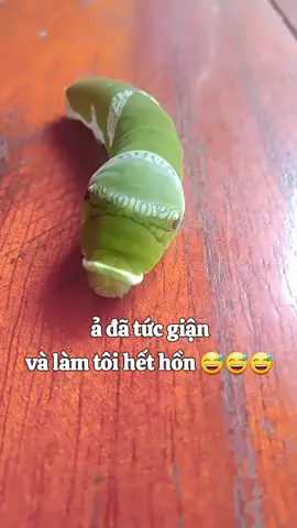 thật vui nhộn và cũng khá đáng sợ