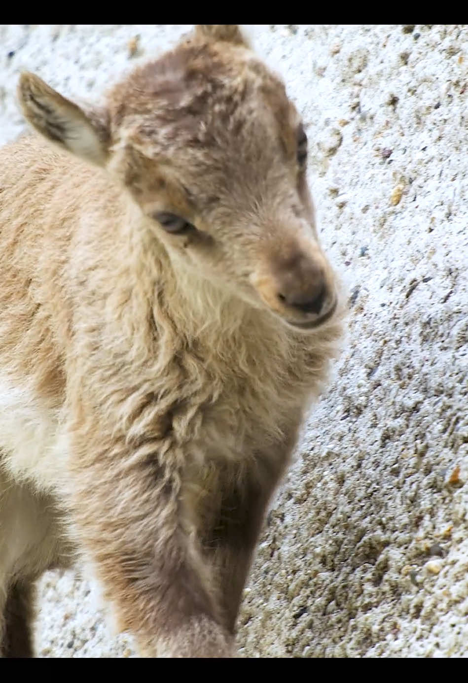 #animlas #amazinganimals #wildlife 