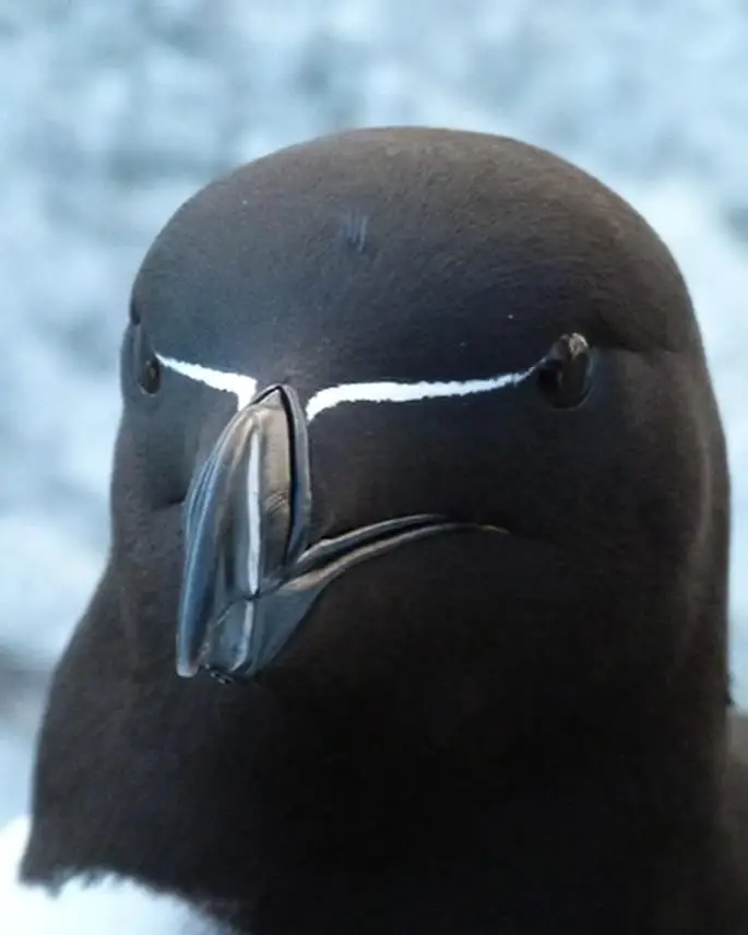 Razorbills are striking seabirds found in the North Atlantic, known for their sharp black-and-white coloring and thick, blunt beaks marked with a white line. Their sleek, clean lines and high-contrast appearance give them a strangely futuristic look — like nature’s own minimalist design. They’re excellent divers, using their wings to swim underwater in pursuit of fish, and while they resemble penguins in the water, razorbills can still take to the air, albeit a bit awkwardly. #razorbill #nature #minimalist #bird