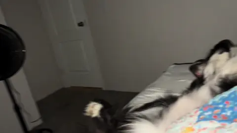 #stanleethecollie #bestlife
