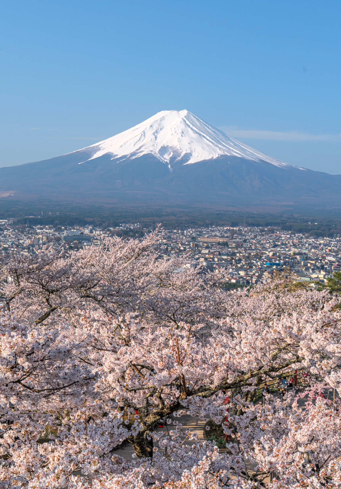 📍Yamanashi, Japan🗻🌸 日本一美しい春の絶景🗻🌸 極寒の中うとうと待つこと9時間🥶 素敵な絶景が拝めたこと 感謝の気持ちしかなかったです🙇 幸せな夜明けの瞬間でした☺️✨ #fujisan #mtfuji #후지산 #富士山 #sengenpark #센겐공원 #浅間公園 #cherryblossom #벚꽃 #桜 #fujiyoshidasakuraweek2025 