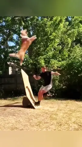 Dog playing with its owner #foryou #dog #cute #funnyvideo #fyp #funny #funnyanimals #US