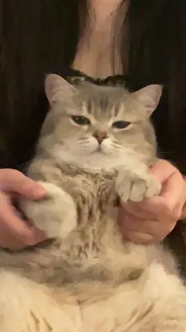 #cat #kitty #catshake #cutepets #dance #sway 