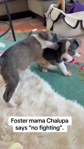 Mama Dog Teaches Puppy#dogsoftiktok #dog #funny #funnydog #fyp #funnytiktok #funnyvideo #dogs #doglover 