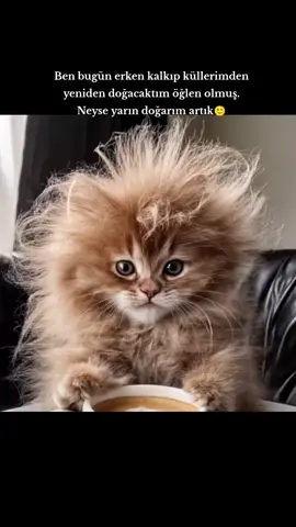 Ben bugün erken kalkıp küllerimden  yeniden doğacaktım öğlen olmuş.  Neyse yarın doğarım artık🙂