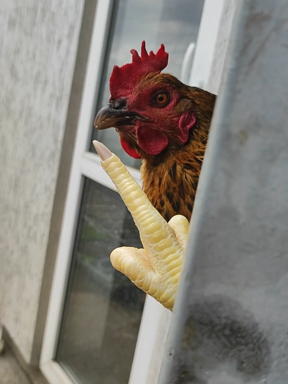 Пасха на носі а яєць не вистачає  #гумор #funny #приколи 