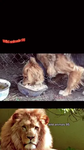 #wild #animals #work #trending #foryou #fyp 