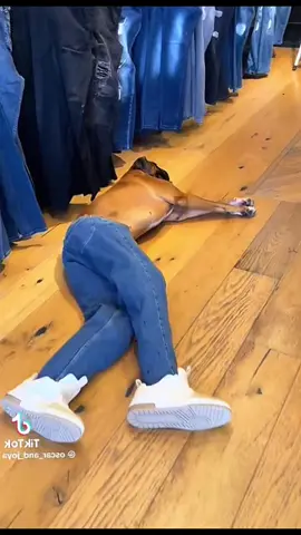 Dog#funnyvideos #toptrengding #fypシ゚viral #fypシ゚viral #hot #animals #pets #troll 