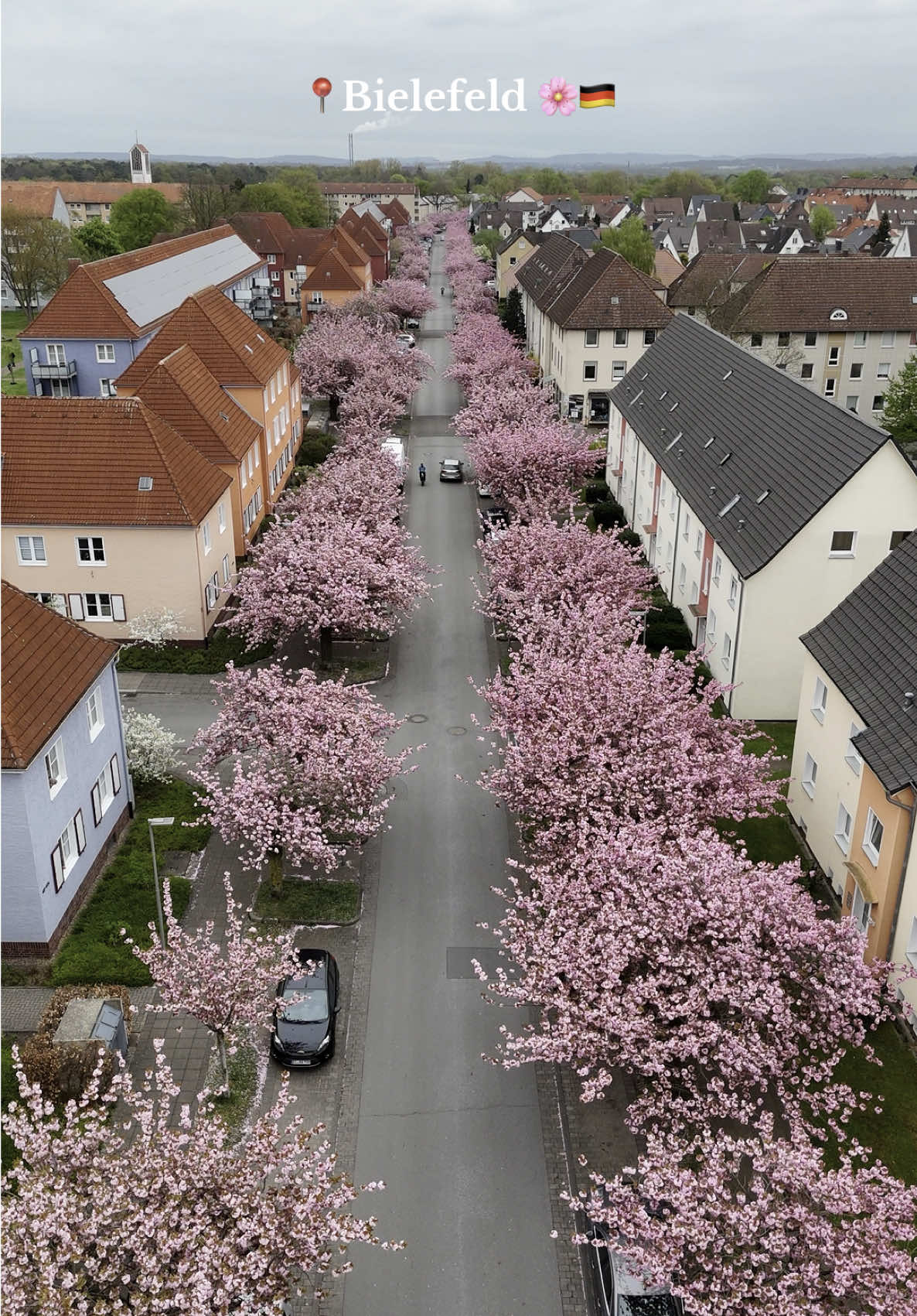 📍Bielefeld🇩🇪-Auf dem langen Kampe🌺🌸 Wenn der Frühling kommt, verwandelt sich die Straße „Auf dem langen Kampe“ in ein rosa Blütenmeer. Die Kirschbäume stehen in voller Blüte, als würden sie den Himmel berühren wollen. Jede Blüte ist wie ein leiser Kuss der Natur – zart, vergänglich und wunderschön. Hier wird der Alltag leiser, die Gedanken leichter. Spaziergänger lächeln, Kinder tanzen unter den Blüten, und selbst der Wind scheint sanfter zu wehen. Es ist ein Ort, an dem man das Leben spüren kann – in seiner schönsten, friedlichsten Form. Ein verborgenes Paradies in Bielefeld, wo der Frühling zu Hause ist. 📸by: sabah.alhawery #bielefeld #aufdemlangenkampe #bielefeldcity #bielefelder #travel #traveltiktok #photography #photomagic #photoshoot #photo #photoshoot #photographer #photos #travelphotography #city #nature #spring #frühling #bonn #bonnie #naturephotography #drone #drohne #vibes #vibe #altstadt 