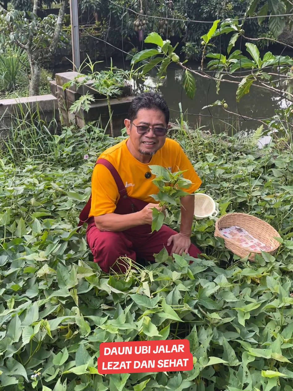 Daun ubi jalar ini bukan cuma enak dimasak, tapi juga penuh nutrisi. Kaya akan serat, zat besi, vitamin A, C, dan antioksidan. #DaunUbiJalar #SayurSehat #MakananSehat #TanamanObat #TipsDiabetes #SehatAlami #KebunRumahan #TanamSendiri #KebunSehat #DiabetesFriendly #ResepRumahan #IbuCerdas #HidupSehatItuMudah #MasakSehat #PolaHidupSehat #WanitaSehat #KesehatanKeluarga #DapurEyang