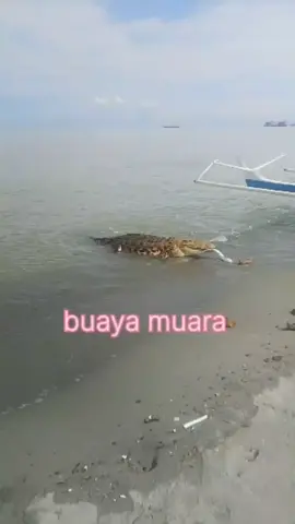Buaya muarah...  #buaya 