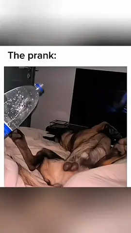 Funny animals 🤣 #pet #cat #dog #cute #animals #foryou #typ