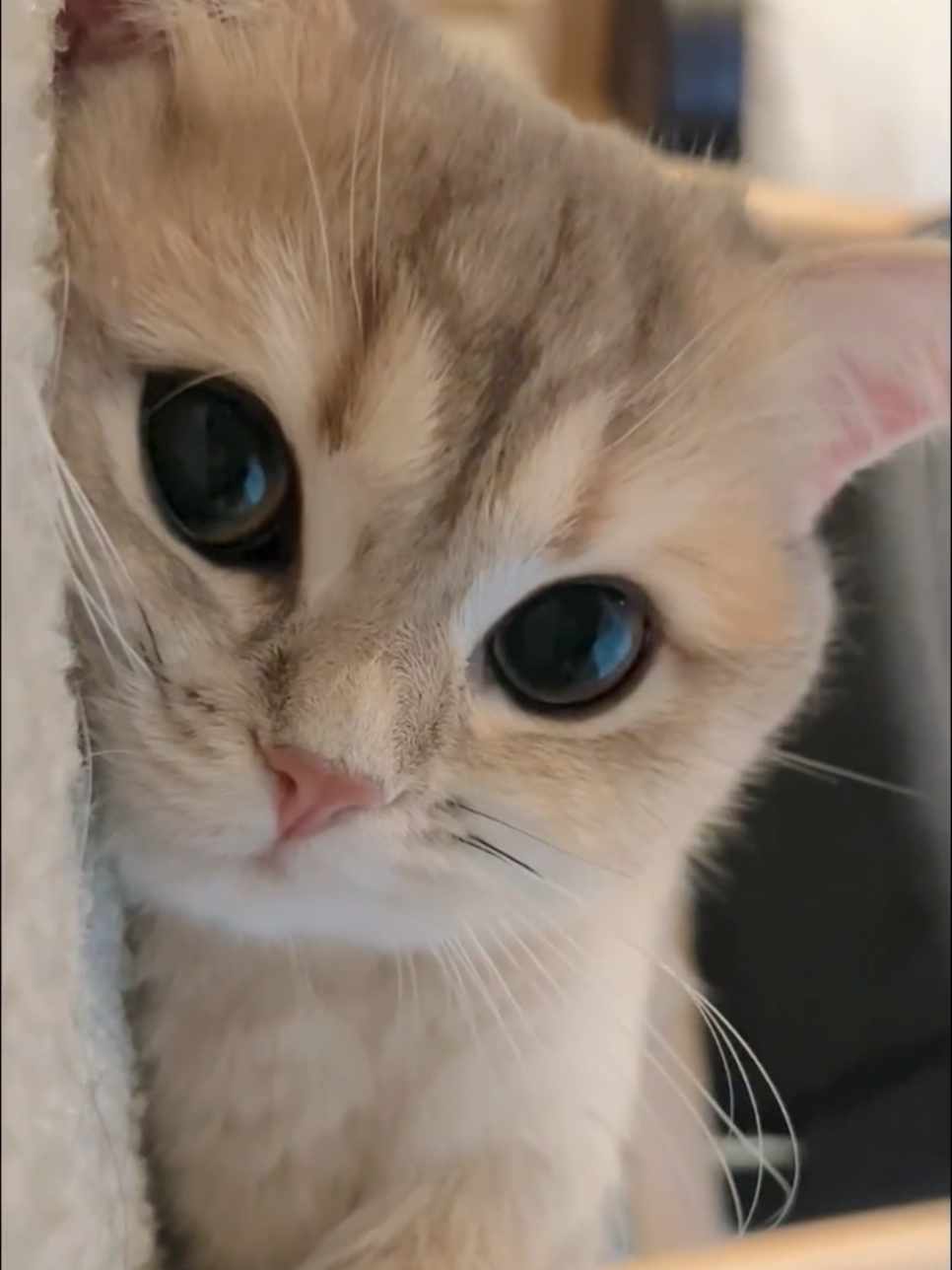 #foryoupage #cuteanimals #kitty #funnycat #cutecat 