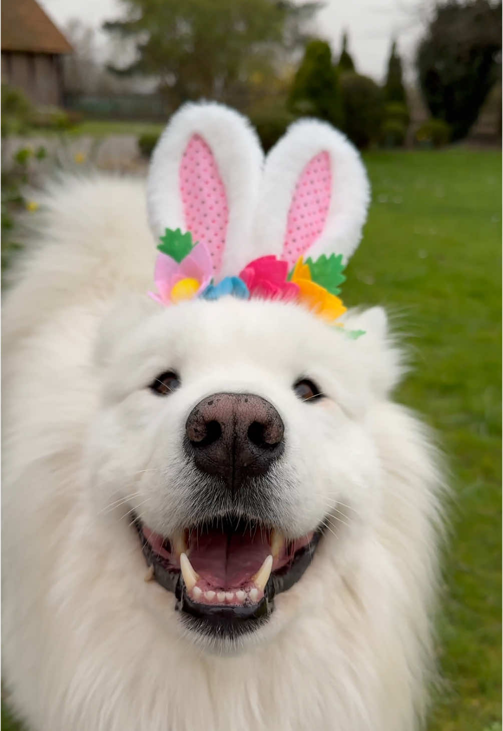Happy Easter Weekend🐣 #easter #happyeaster #dog #samoyed #cute #headbands #spring #happy 