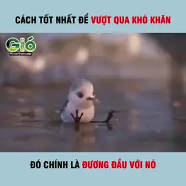 Cách tốt nhất vượt qua khó khăn đó là hãy đương đầu với nó 🙂#camxuc #nghevatham 