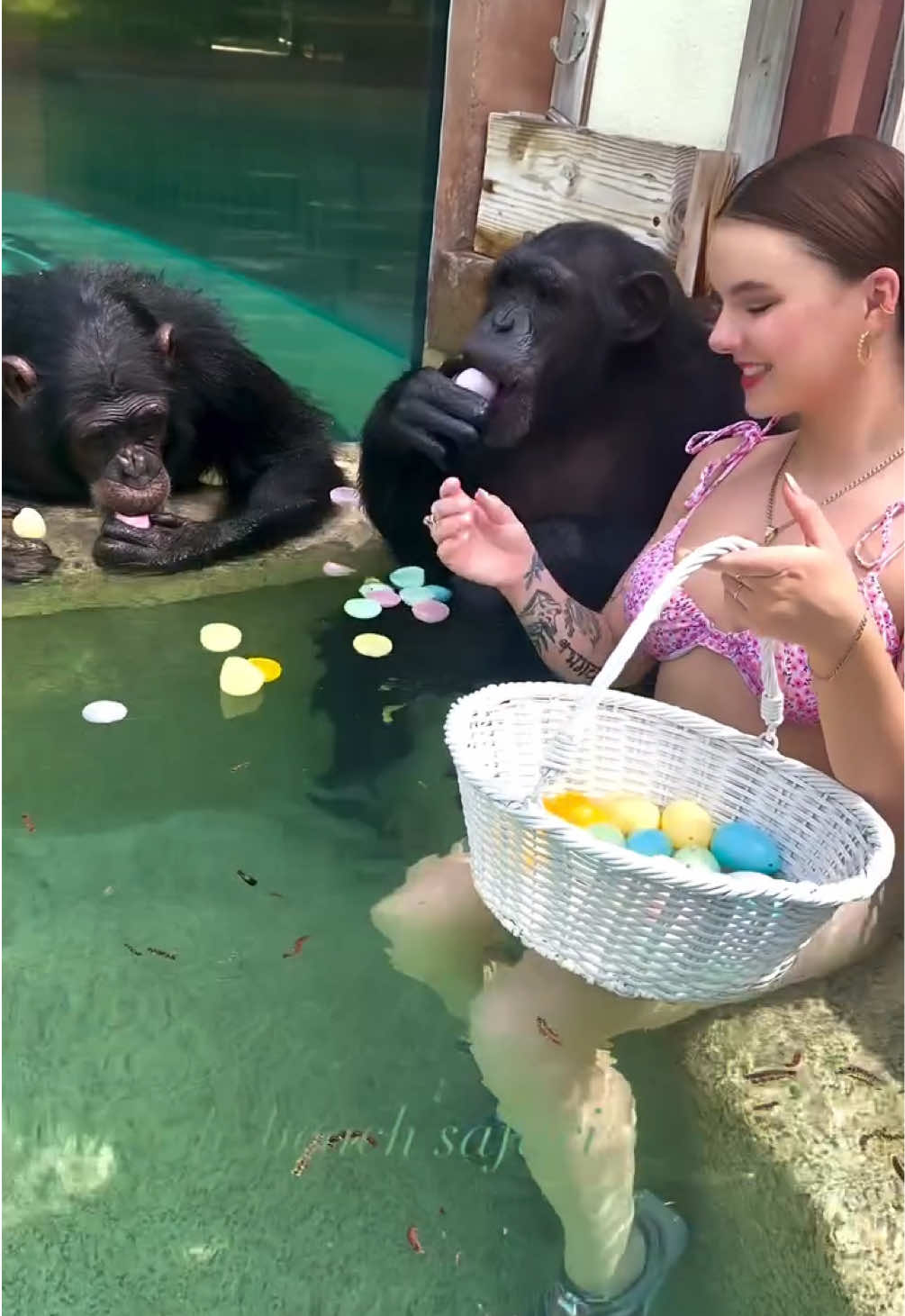 Sharing Easter eggs with the sweetest chimp brothers Vali and Sugriva! Filled with their favorite treats, orange slices of course🐰🥚🩷 • • • #Chimps #savetheapessavetheworld #chimpanzee #chimps #apes #cuteanimals #animalsaddict #animals #explorepage #animals #animallover #monkey #monkeys #monkeyseemonkeydo #monkeylove #onelove #family #myfamily #riolilly #easter 
