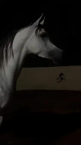 #بطولة_جمال_الخيل #جمال_الخيل_العربيه_الاصيله 