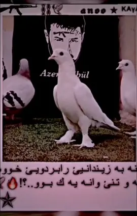 اصمان فارس#دهوك_زاخو_سليماني_ئاكري_ئامیدی_هولیر #زاخو_دهوك_هولير_سليماني_ئاكري_سيمي #شنگال #زاخو #فارس_كاباري #فارس_قطرية 