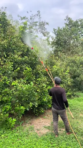 #định kì.phun dưỡng trái chôm chôm mọi người ạ#cuộcsốngthônquê #xuhuong2025 